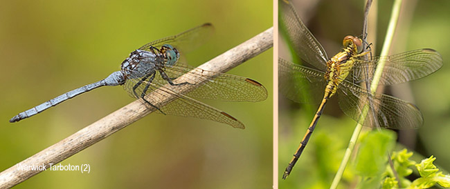 Dragonfly, Orthetrum hintzi